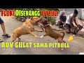 KING FLOKI DISER4NGg PITBULL DOG ​​IN BEKASI ️ ADv GvLAT SAMA PITBULL GALAK