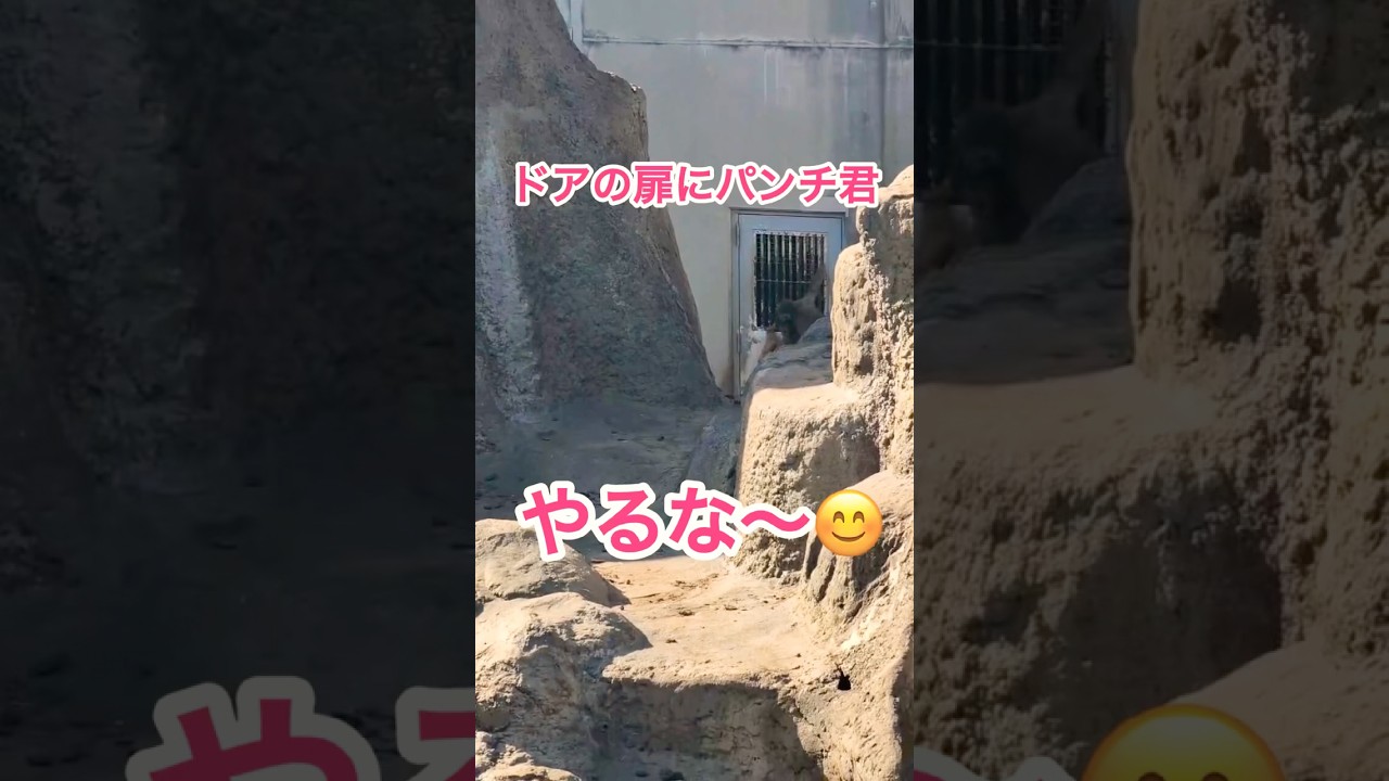 ドアの扉に登るパンチ君🐵