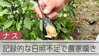 ナスに異変、記録的な日照不足と長雨の影響で　農家「泣き寝入りするしか」