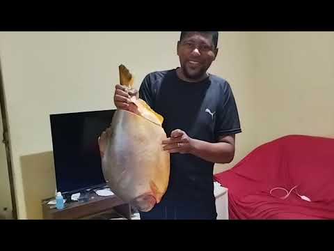 o peixe tambaqui direto de bom Jesus da Lapa do Rio São Francisco para Belo Campo Bahia 