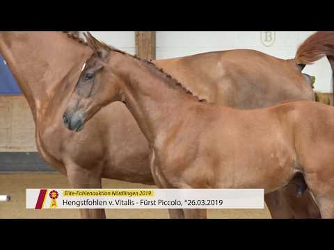 Fohlen von Vitalis x Fürst Piccolo