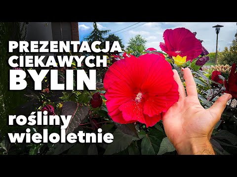 , title : 'Wyjątkowe byliny do ogrodu i donic - rośliny wieloletnie'