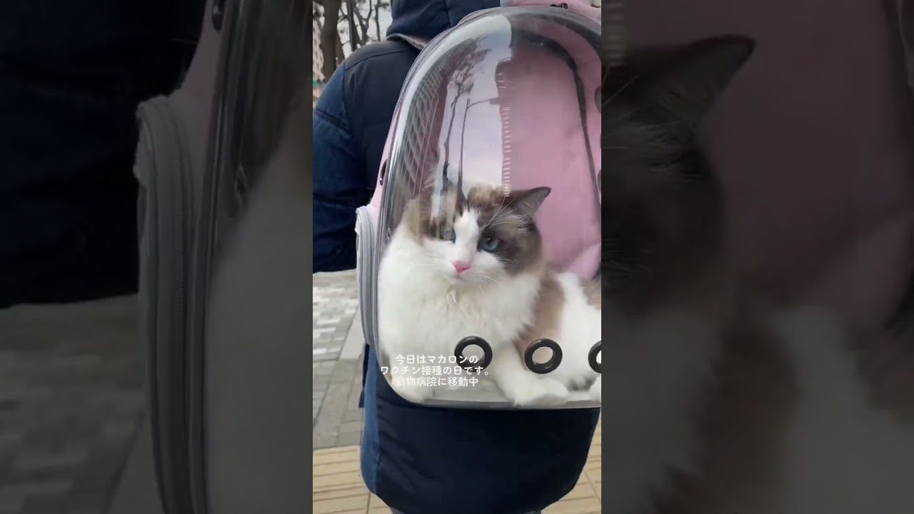 可愛すぎてついて行ってしまいそう。#マカロンdaily #ラグドール #布偶猫 #ragdolls #猫 #cat #可愛い