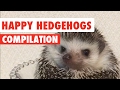 Happy Hedgehogs Cute Pet Video Compilation 2017