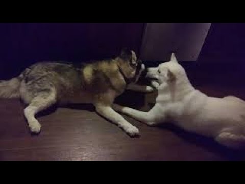 Cute husky plays and cuddles with puppy