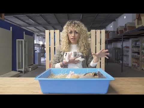 Conejo Belier, Toy o Mini Lop, como son cada uno y como diferenciarlos