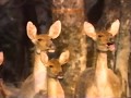 National Geographic Video 1994 Coming Soon Trailer