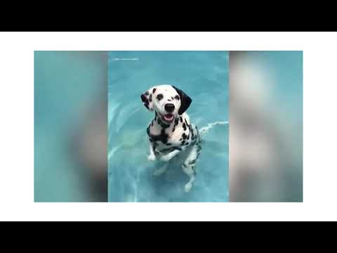 Funny and Cute Pet compilation video 2021