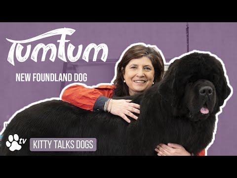 Show Grooming | TumTum the New Foundland Dog | Kitty Talks Dogs - TRANSGROOM