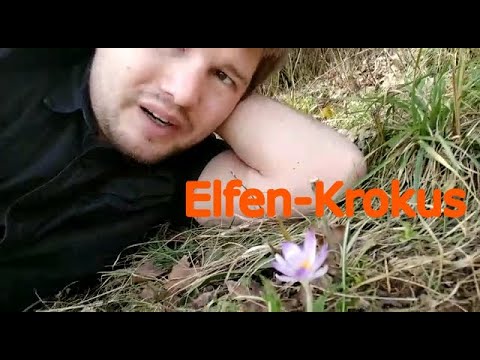 Kleines Waldlexikon (12) - Elfen-Krokus (Crocus tommasinianus). Meine erste Blüte in diesem Jahr