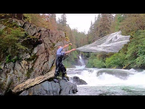 We caught 100 salmon in 2 hours | Cast net fishing for sockeye