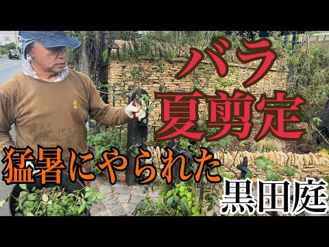 夏にバラの茂みを剪定して開花を促進するにはどうすればよいですか? + ビデオチュートリアル  庭園