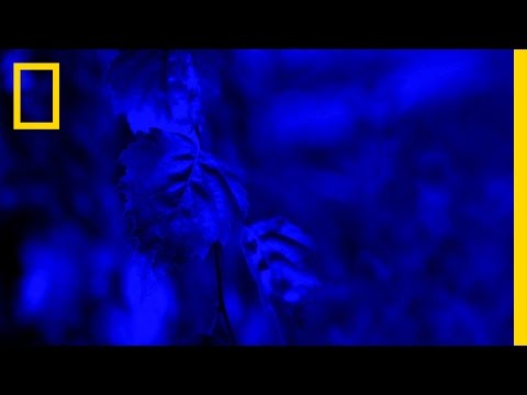 It's Not Easy Being Green | Brain Games