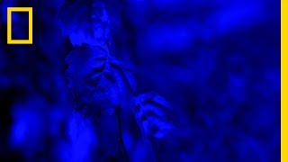 It's Not Easy Being Green