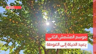 موسم المشمش الثاني يعيد الحياة إلى الغوطة