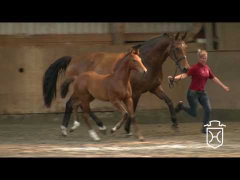 HEI059 Hengstfohlen von Caracho   Newton   Landgraf I