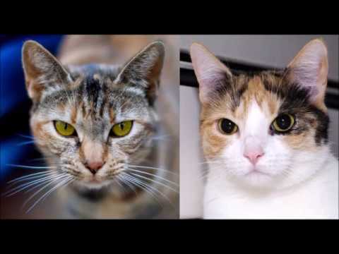 How Do Cats See the World? Cat Vision vs. Human Vision