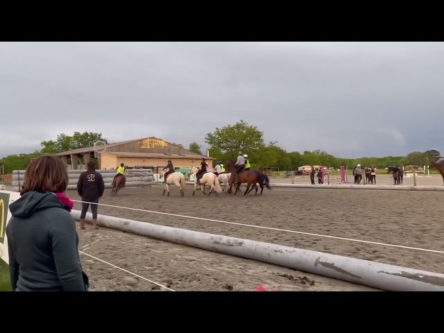 Mare English Thoroughbred For sale 2016 Bay