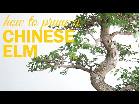 How to Prune a Chinese Elm Bonsai : 2 Key Techniques