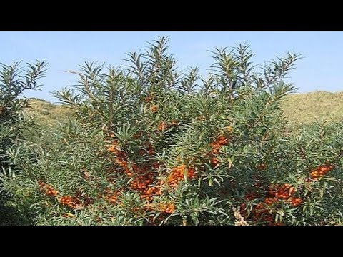 Rakytník řešetlákový (Hippophae rhamnoides)