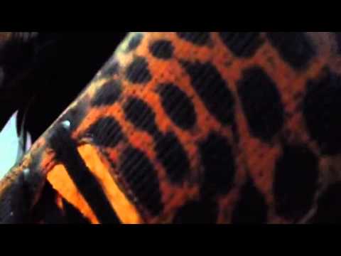 Kobe VII System Cheetah review