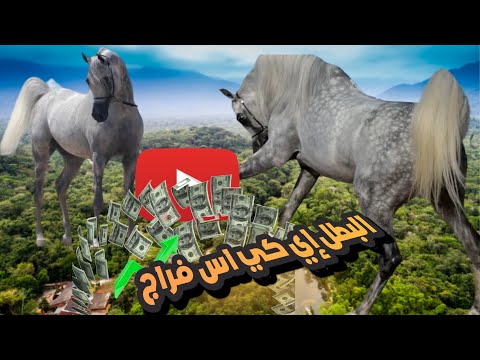 البطل / إي كي اس فراج EKS FARAJJ . ملك مربط بوزنيقة الملكية