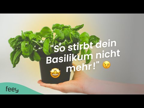 So stirbt dein Basilikum nicht mehr 🌱 | feey Pflanzenpflege