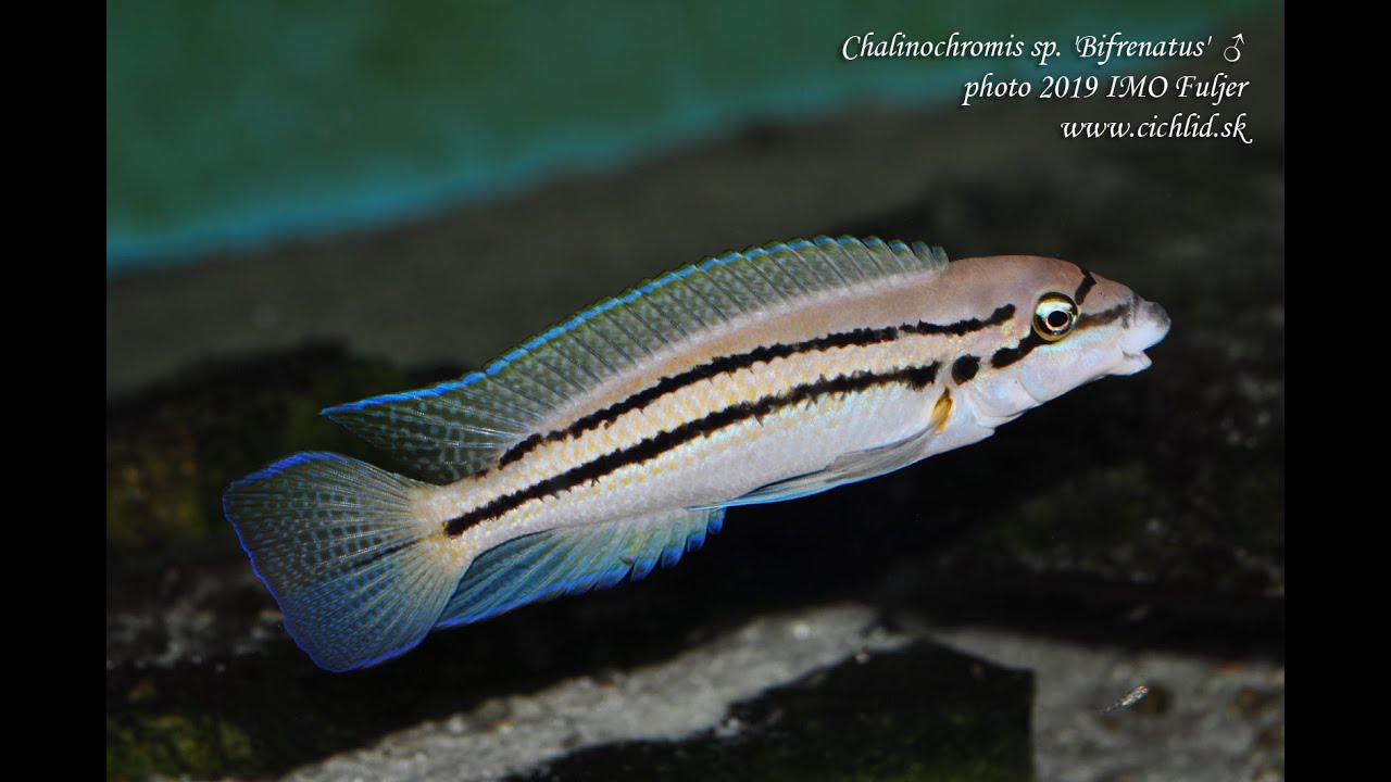 Chalinochromis sp. ‚Bifrenatus‘