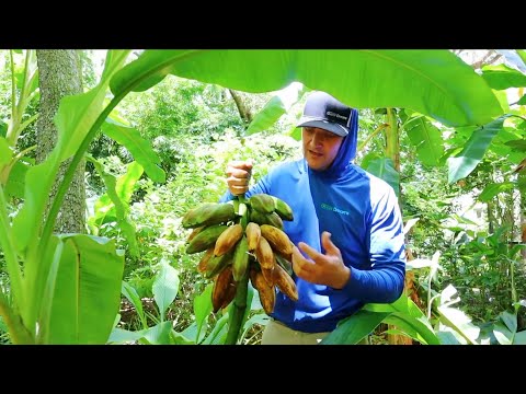 Harvesting Bananas!  Everything You Need To Know To Grow Your Own Fruit!