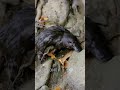 Duck Beaver Venomous Meet The Platypus Animalfacts Cuteanimals Didyouknow Shorts