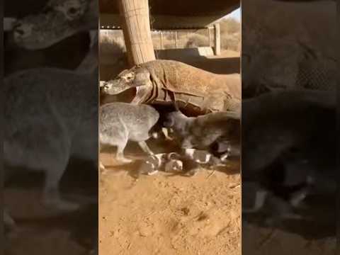 A Komodo Dragon Took a Mother Dog — Then the Herd Dogs Arrived #animals #wildliferescue #lovestory