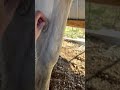 Peeling off a horses chestnut! #subscribe #satisfying #horse