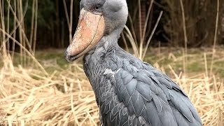 preview picture of video 'Welt-Vogelpark Walsrode - Schuhschnabel / Shoebill Bird / sensationell dieser Vogel'