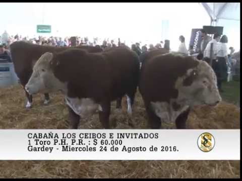 24-08-16 Venta de Toros P.C. y P.R. - Cabaña Los Ceibos e Invitados - Gardey.