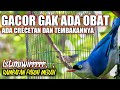 Rambatan Paruh Merah Gacor GAK ADA OBAT Cocok Buat Masteran Murai Batu Kacer C Ijo