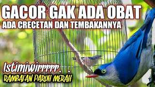 Download lagu Rambatan Paruh Merah Gacor GAK ADA OBAT Cocok Buat... mp3
