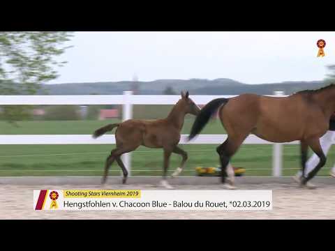 Fohlen von Chacoon Blue - Balou du Rouet