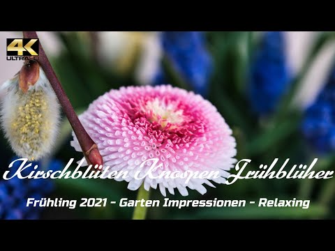 Frühling Kirschblüte Frühblüher Knospen Relaxing - Farbenpracht 4K Spring Cherry Blossom Early Bloom