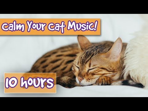 How to Get Rid of Anxiety in Cats? Soothe Cat Stress, Make Cats Calm, Create a Peaceful Environment!