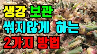 생강 보관방법 2가지, 내년까지 싱싱하게 보관하는 방법