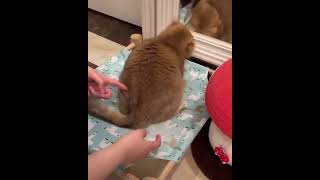 困惑する猫様 #shorts