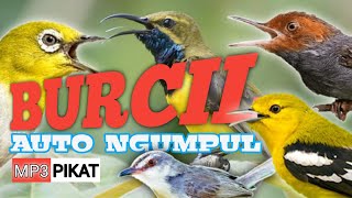 Download lagu Suara Pikat Burung Prenjak, Ciblek, Sirtu, kolibri, sogon, sogok ontong mp3