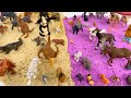 SAND ANIMALS COLLECTION | Alligator, Tiger, Giraffe, Lion and more!