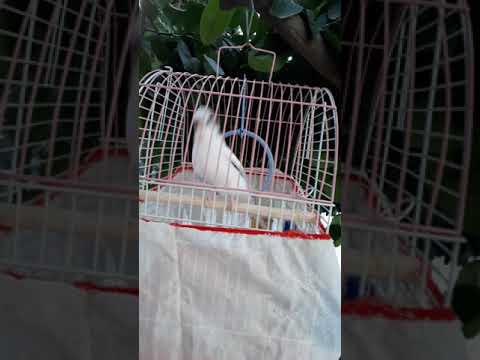 ERIK DALI HASTASI KUŞUM