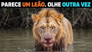 🚨 NÃO É NORMAL! Leoa ENGANA PREDADORES por 13 anos e NINGUÉM PERCEBEU