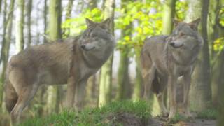 Yellowstone Coming Home by John Denver