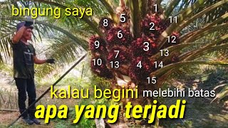 Download lagu panen sawit paling unggul sawit malaysia no.1.paling populer di dunia mp3