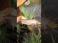 Video Thumbnail for Girth all day long! Tank brown trout release