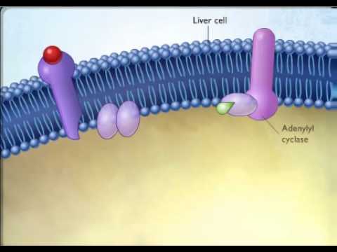 Second messenger system water soluble hormone.wmv