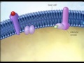 Second messenger system water soluble hormone.wmv
